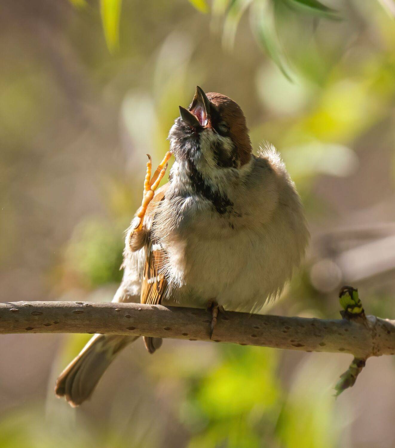 , Константин Дэм