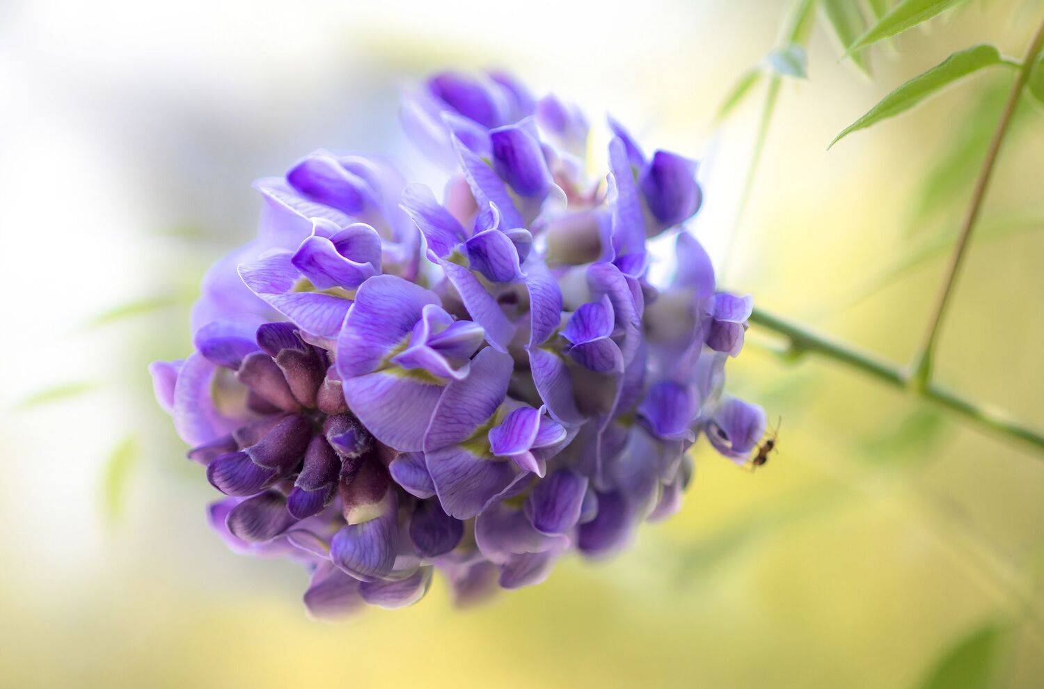 макро,цветы,лето,природа,флора,, Антонина Яновска