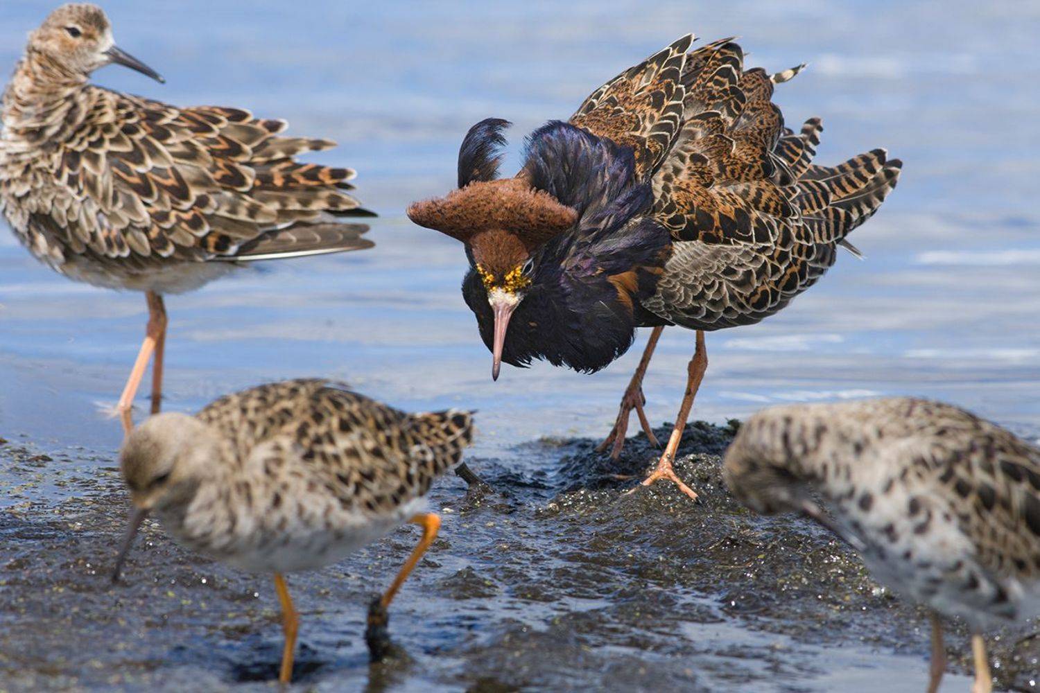 кулики,турухтаны,самец,гарем,брачное поведение, Иван
