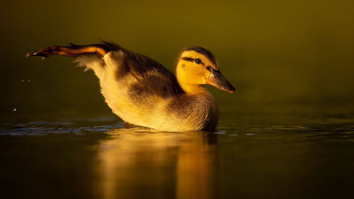 Duckling. Автор: Robert Adamec , Robert Adamec