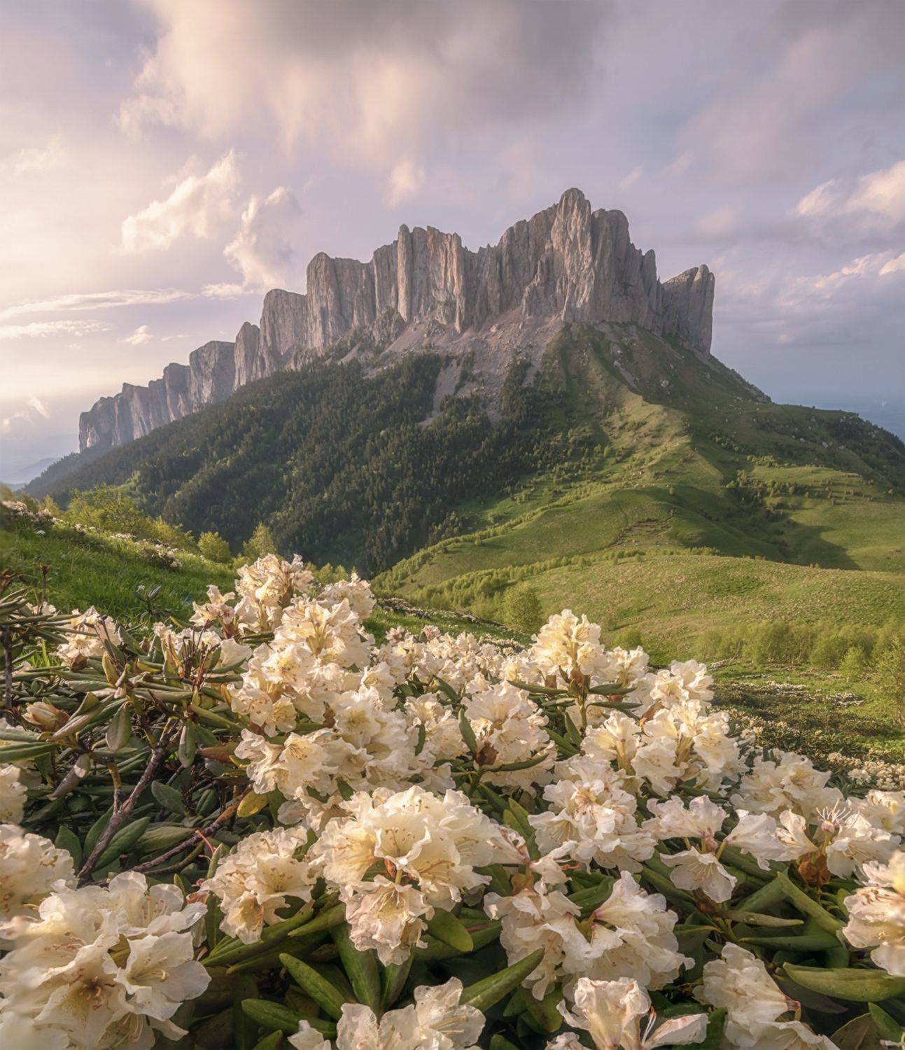 западный кавказ, большой тхач, рододендроны, лето, вечер, Мысливцев Николай