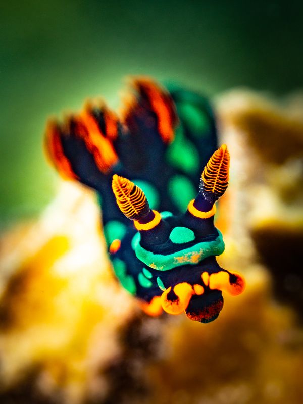 Curious фото превью