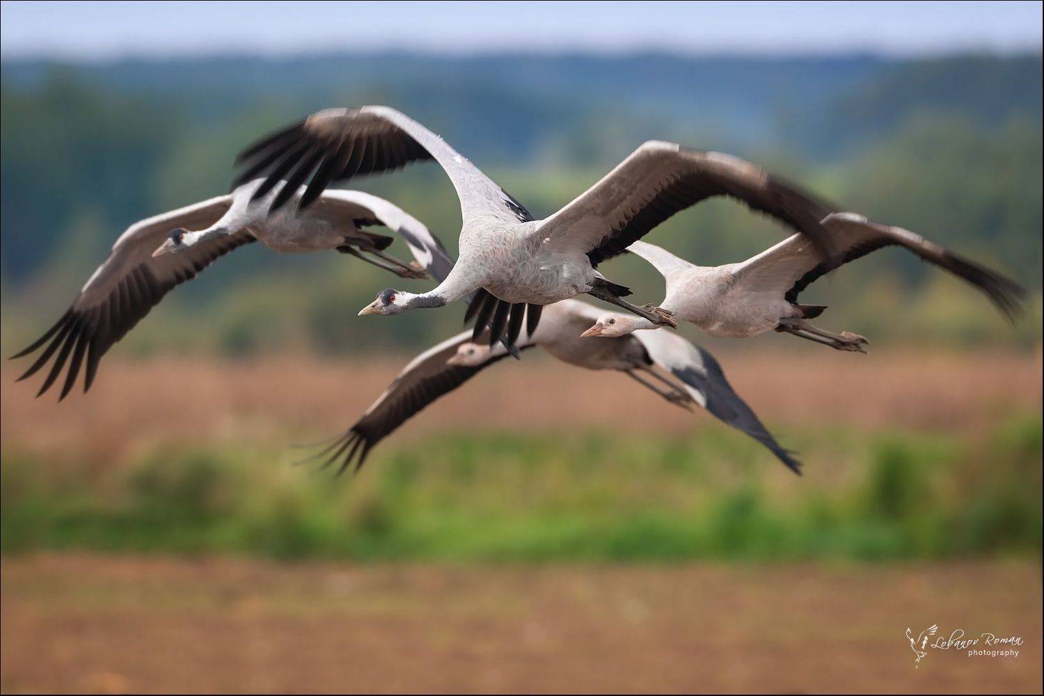 , Лобанов Роман