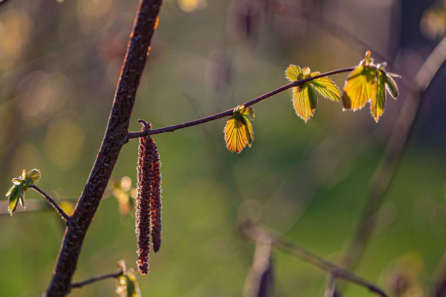 , Зеленько Дмитрий