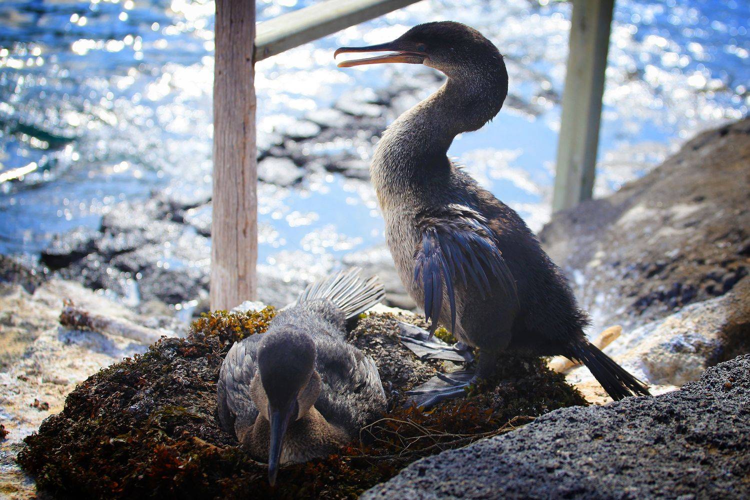 , Худзинская Ирина