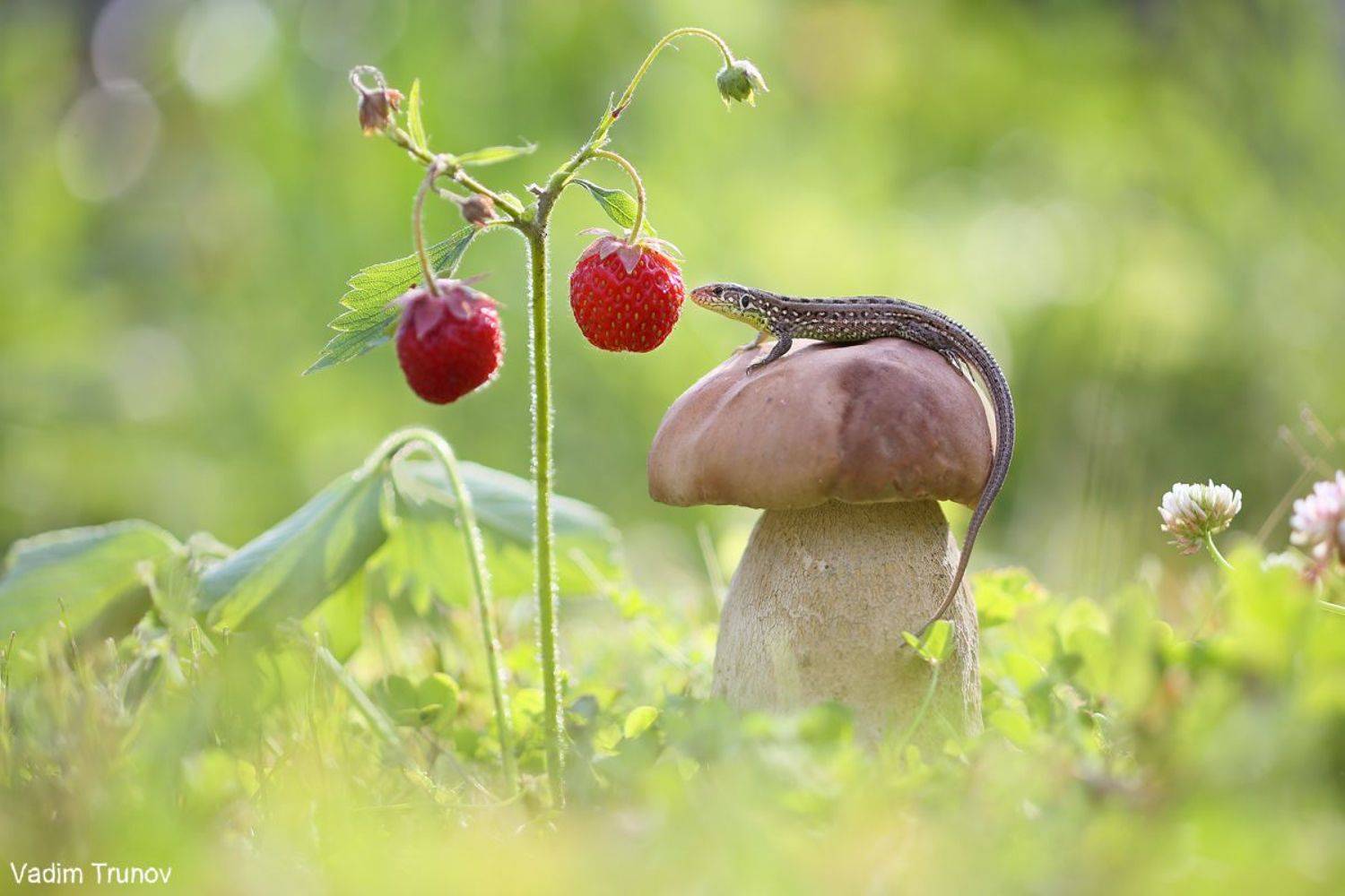 , Вадим Трунов