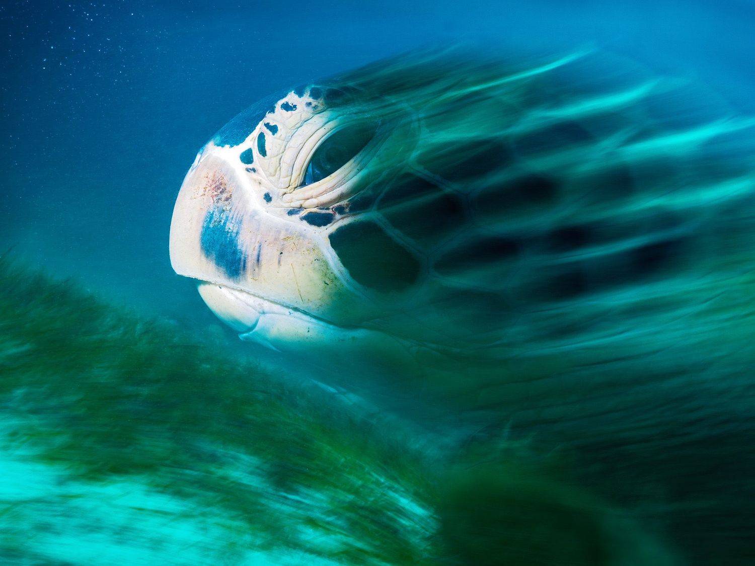 Черепаха, Арт, Подводное фото, Сергей Шанин