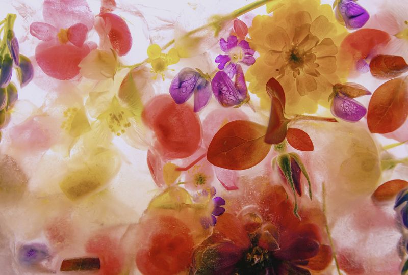 Flowers фото превью