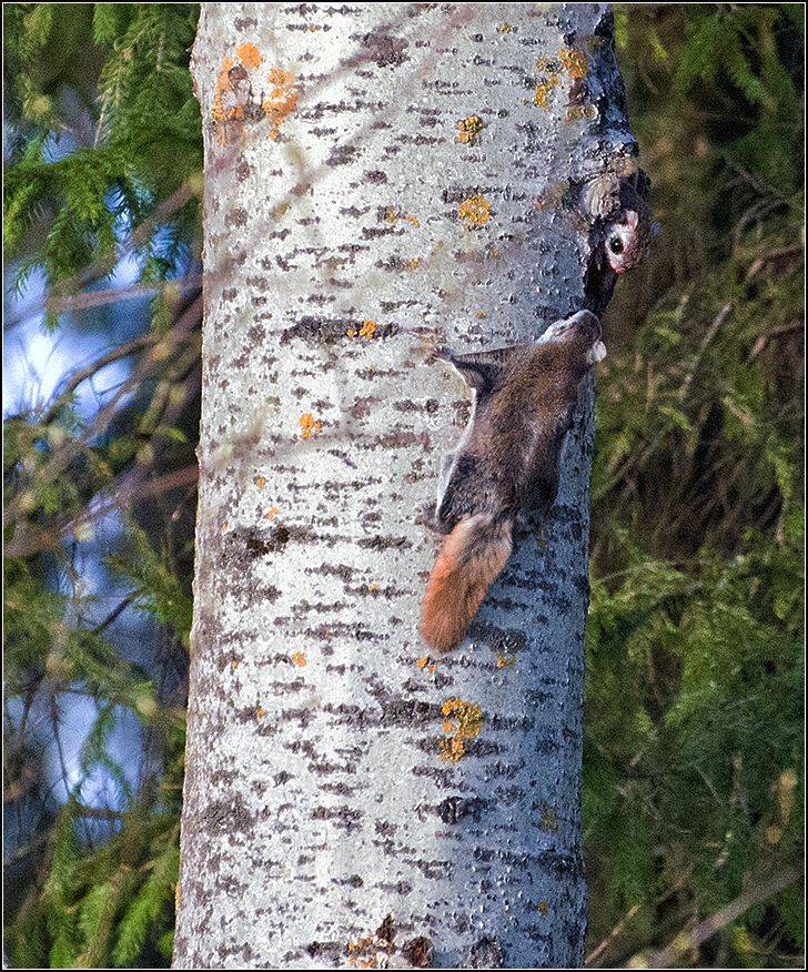 московская обл., лес, белки летяги, АНАТОЛИЙ ДОВЫДЕНКО