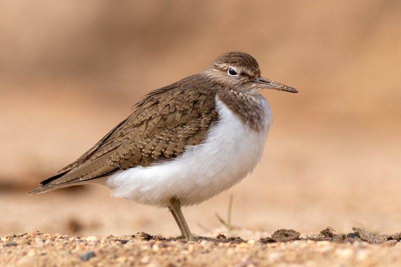 Перевозчик фото превью