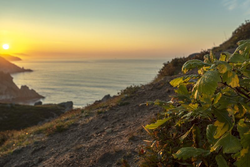 рассвет, роса, берег  фото превью