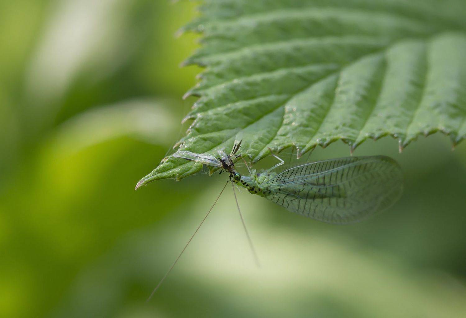 златоглазка тля утро завтрак, Евгений Слободской