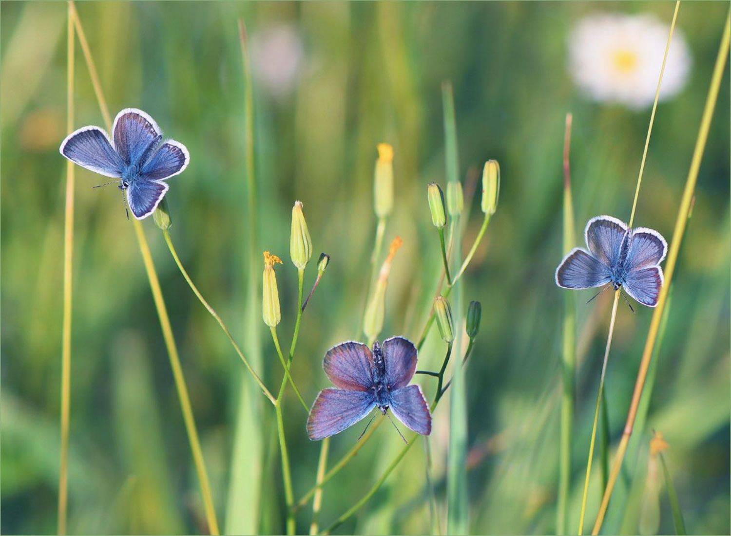голубянки., Елена Елена