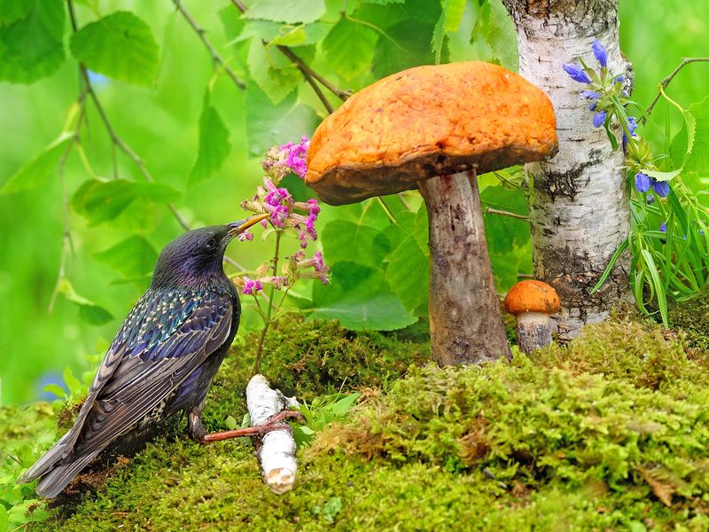 природа, фотоохота, скворец, птицы, животные, цветы, лето Первые грибы фото превью