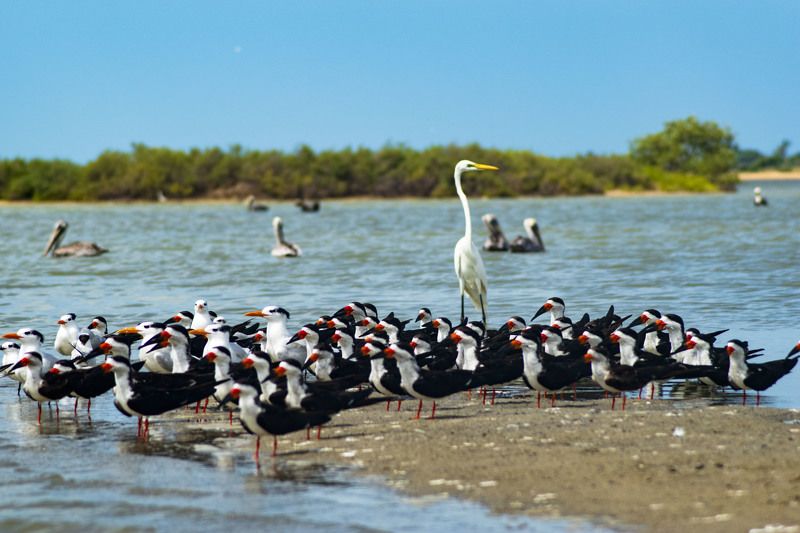 birds, colours, nature, landscape, colours family of birds фото превью