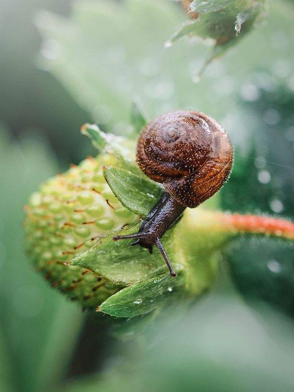 Любопытный пушистик фото превью