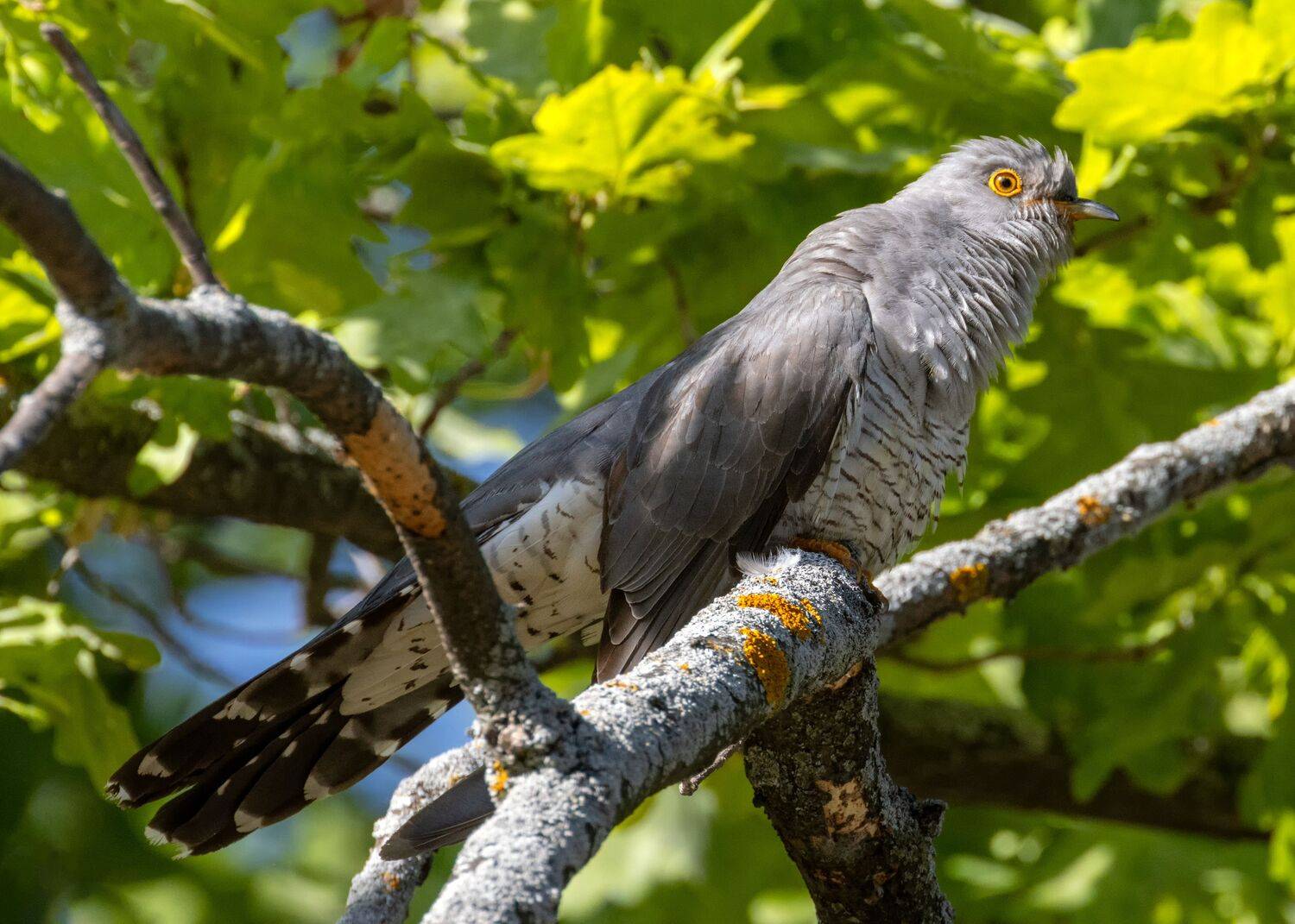 кукушка, птицы, пернатые, Глебов Сергей