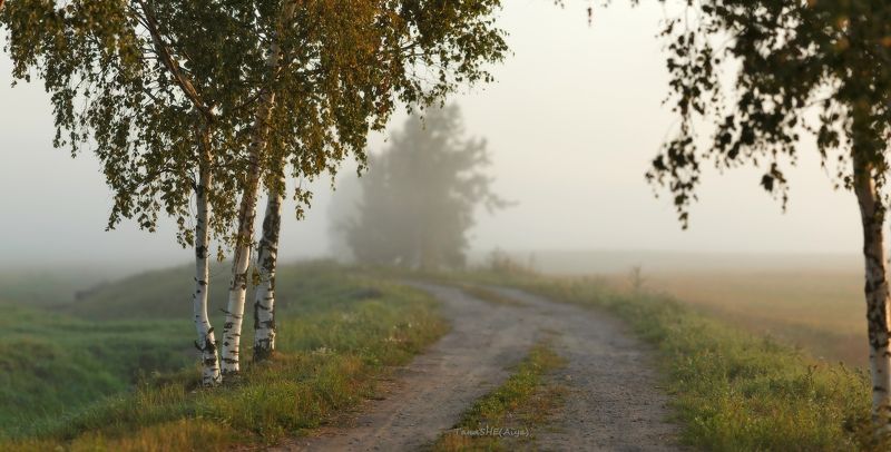 питер, пушкин, царскоесело, царское Свет берёз... фото превью