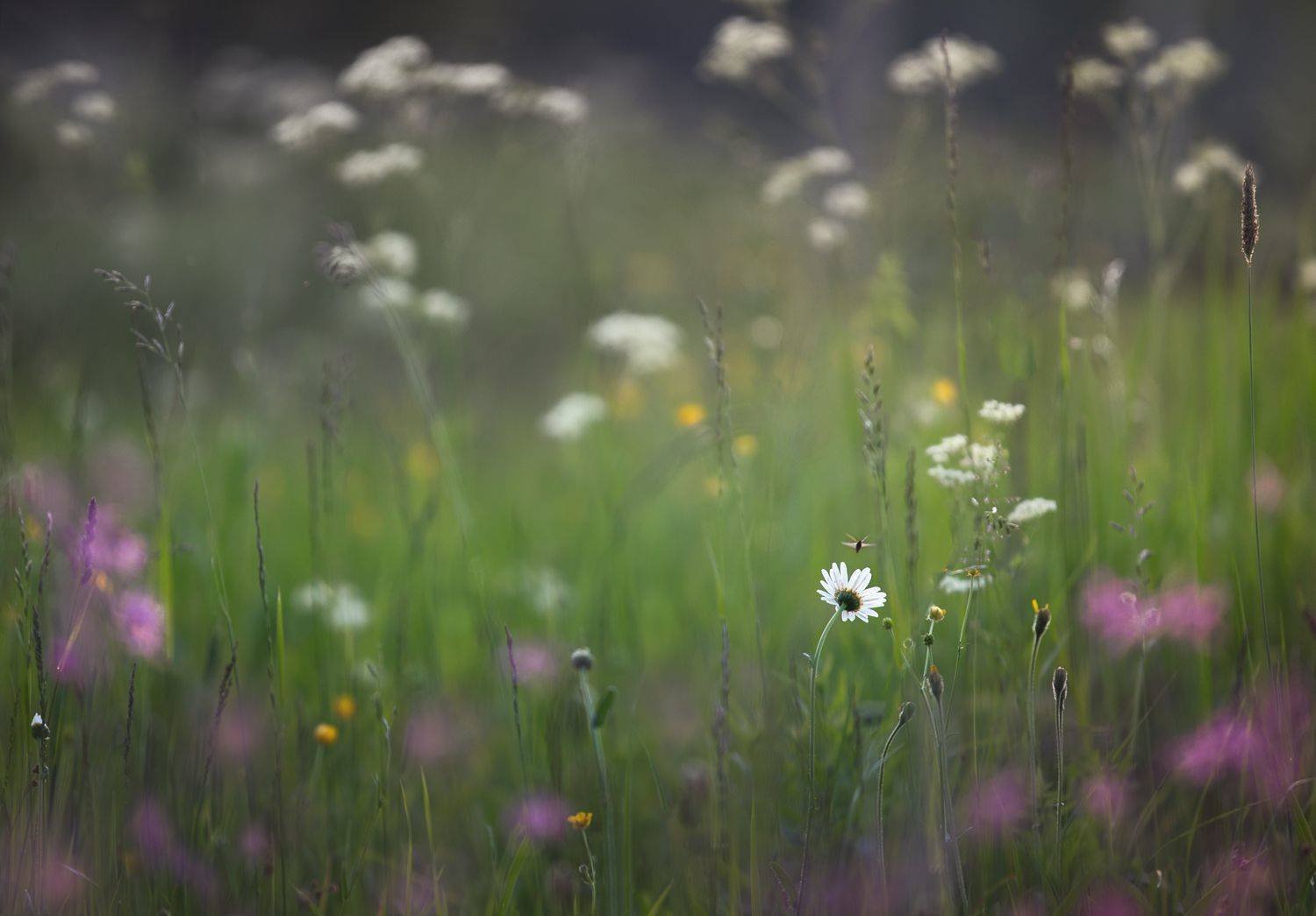 , Баранов Олег