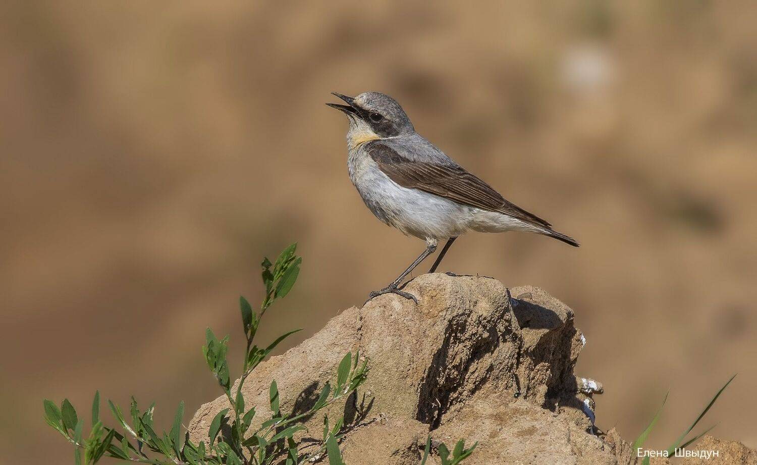 bird of prey, animal, birds, bird,  animal wildlife,  nature,  animals in the wild, каменка, обыкновенная_каменка, Елена Швыдун