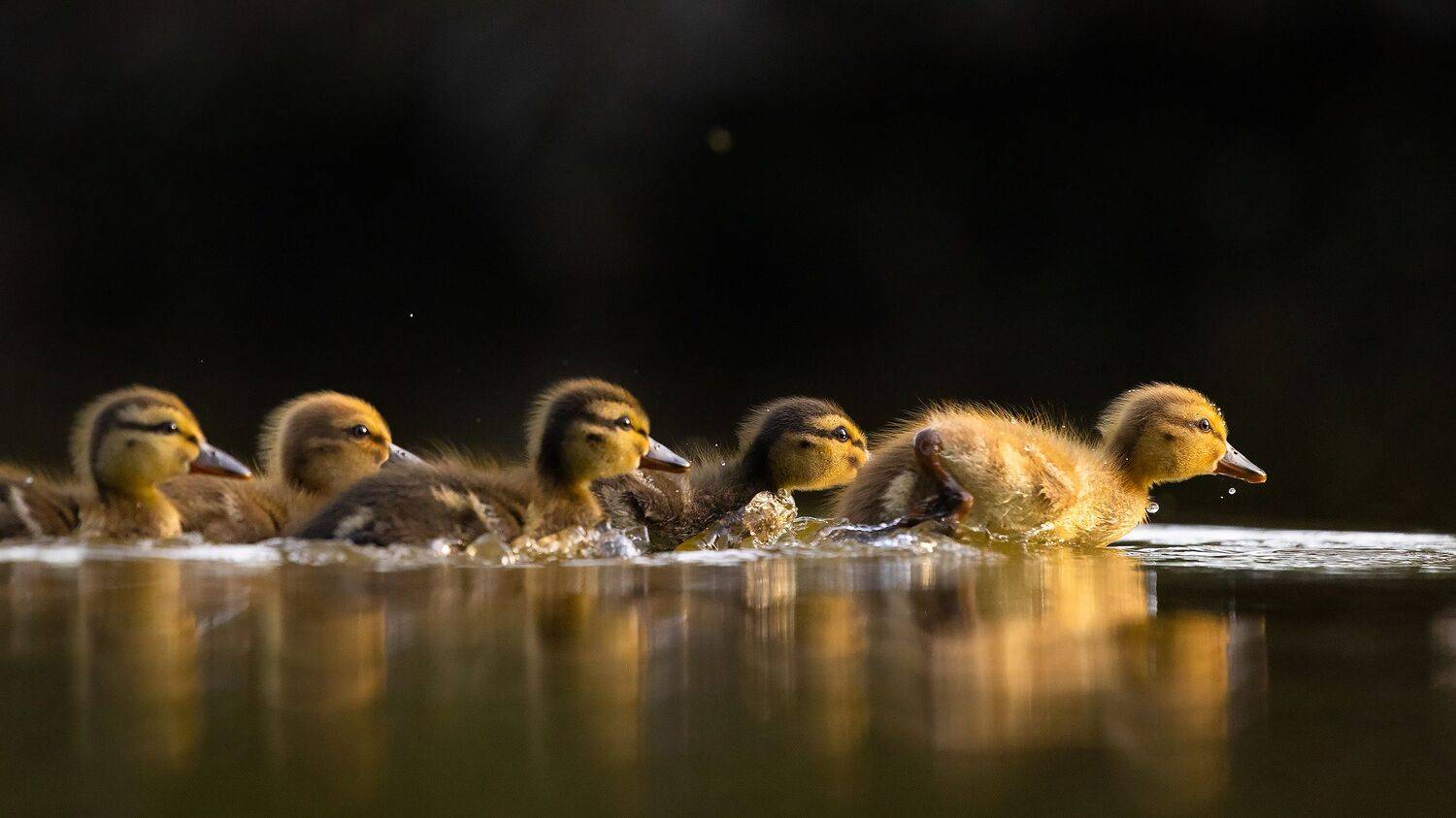, Robert Adamec
