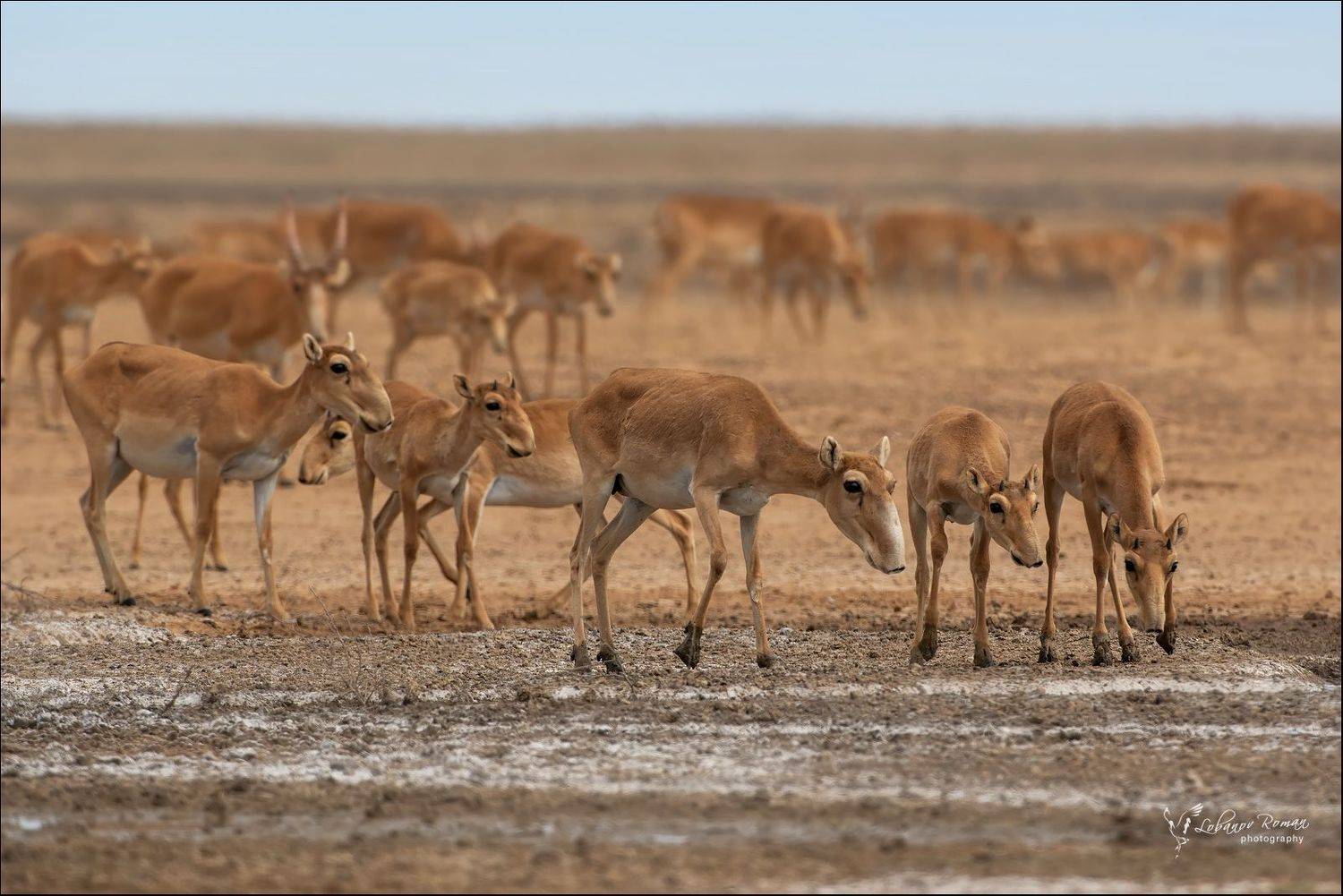 , Лобанов Роман
