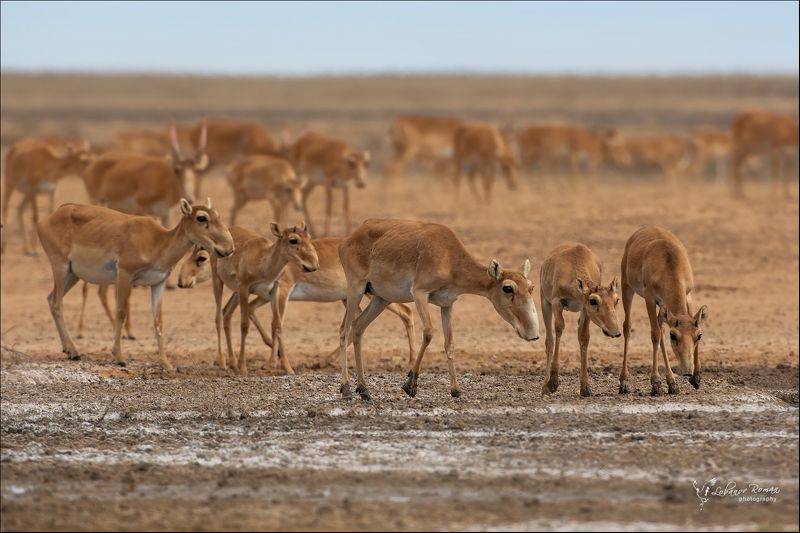 * * * фото превью