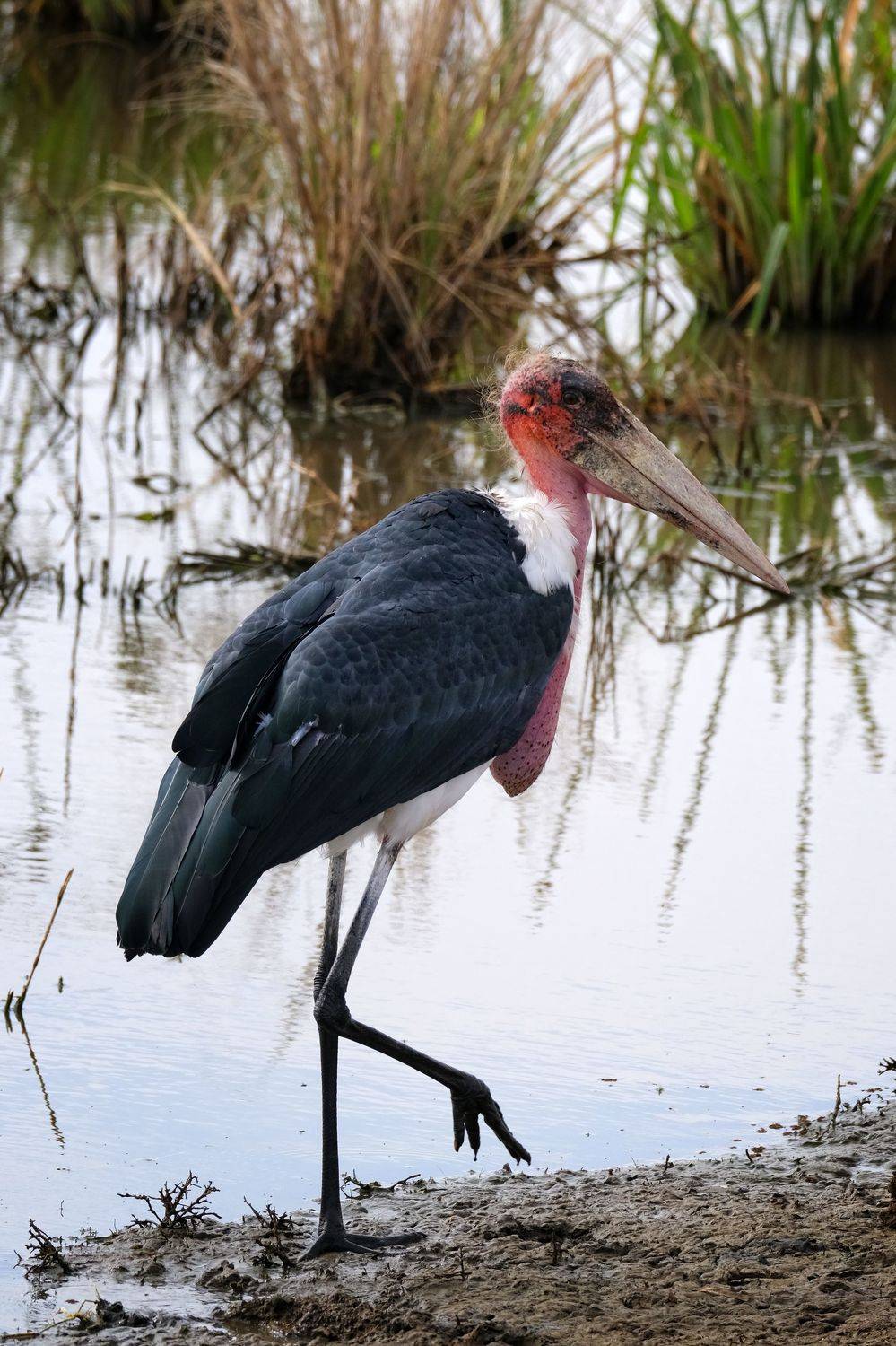 , Худзинская Ирина