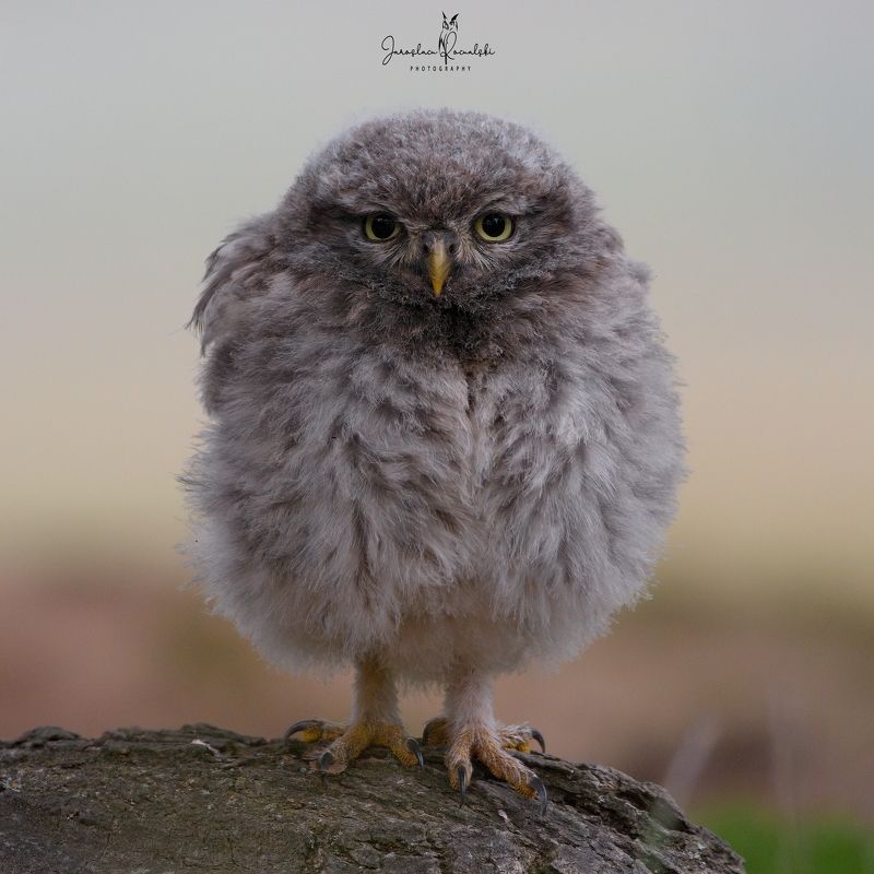 Young little owl фото превью
