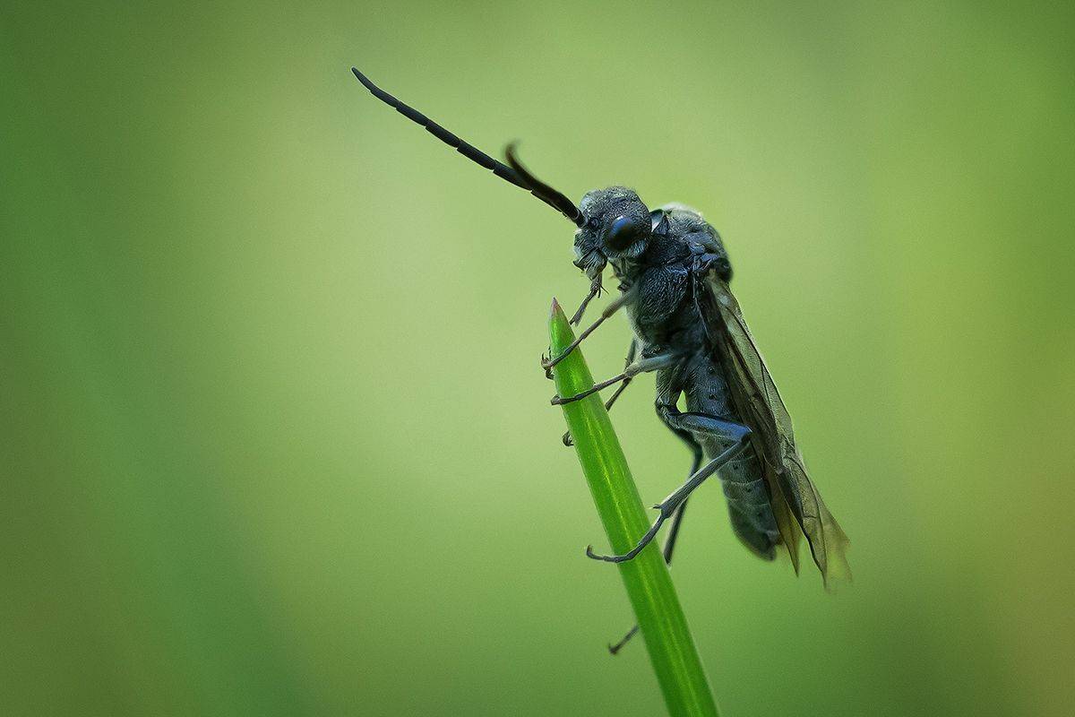 macro, жук, насекомое, макро, калининград, bug, Хилько Марина