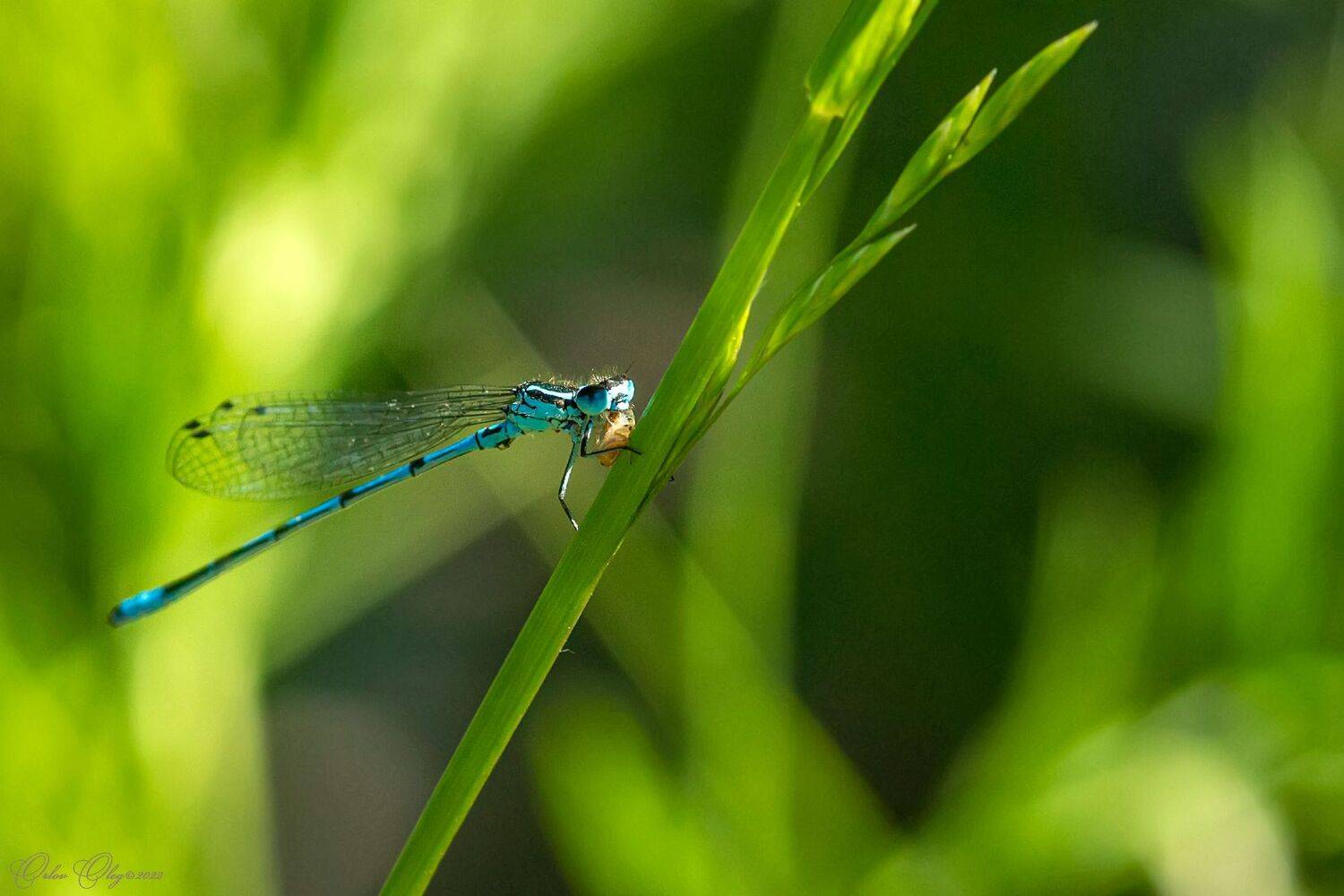 , Орлов Олег