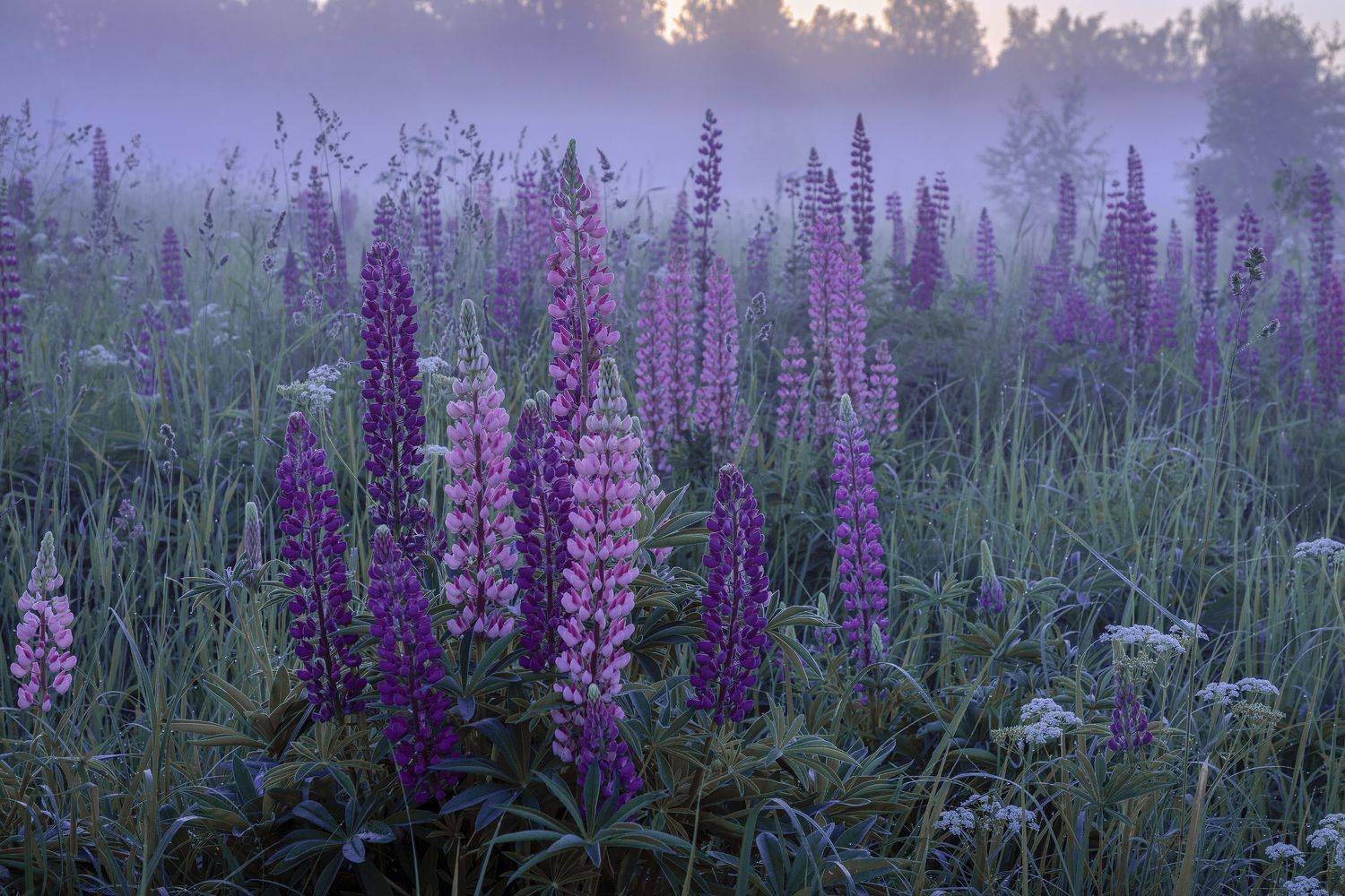 Московская область, Гусева Елена