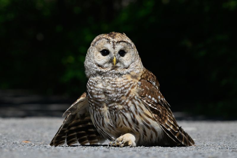 Suprise фото превью