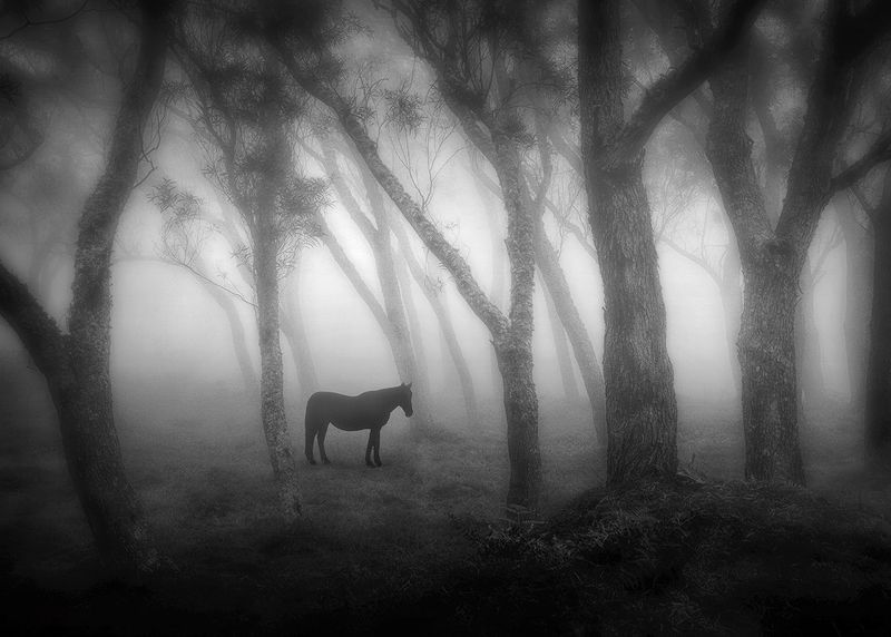 A Horse with no name фото превью