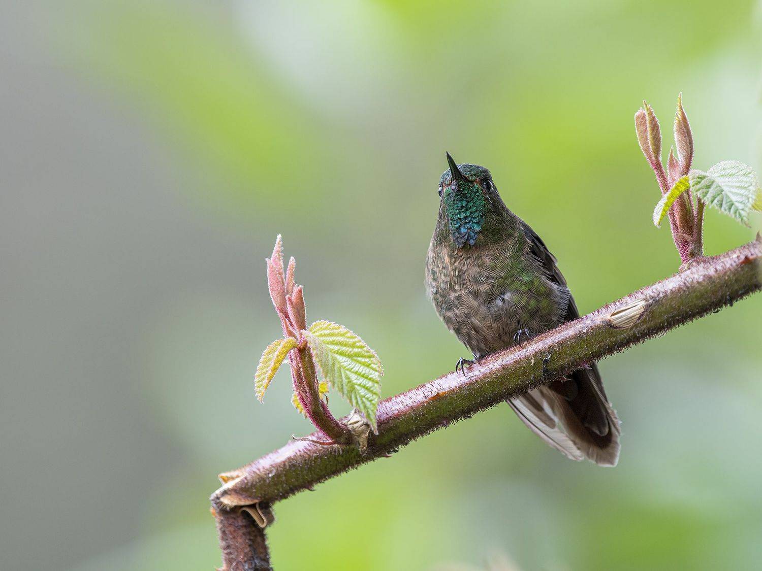 , Fernando Burgalin Sequeira