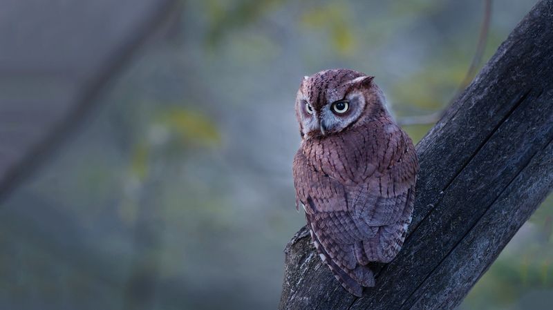 Секунда до атаки фото превью