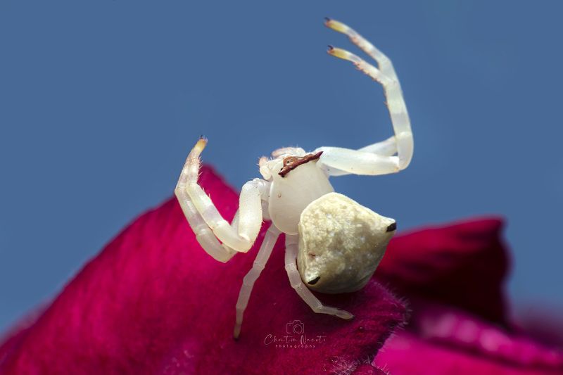 crab, spider, animal, nature, macro, focus, outside, outdoor, red, white, beauty, beautiful Crab spiders фото превью
