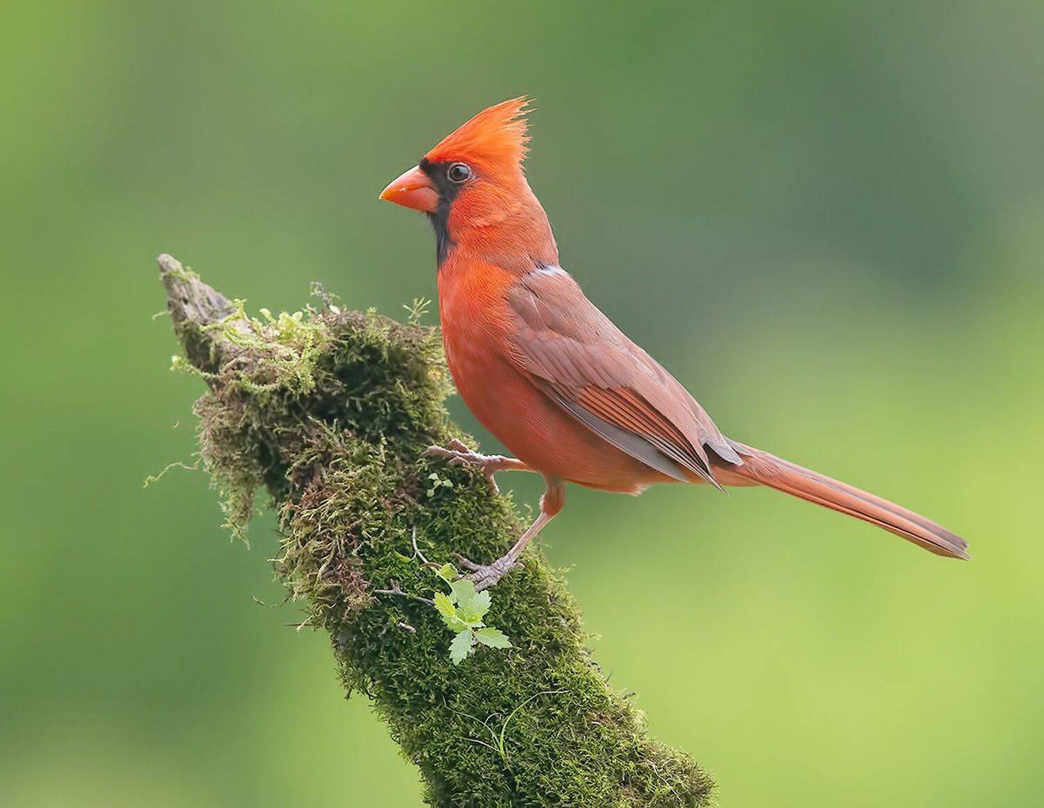красный кардинал, northern cardinal, cardinal,кардинал, Etkind Elizabeth
