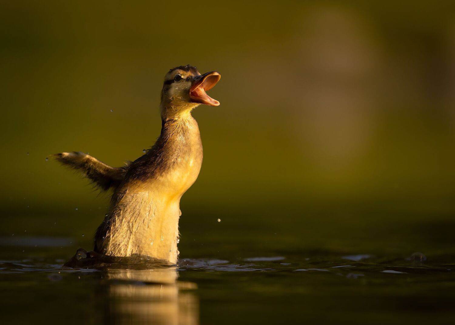, Robert Adamec