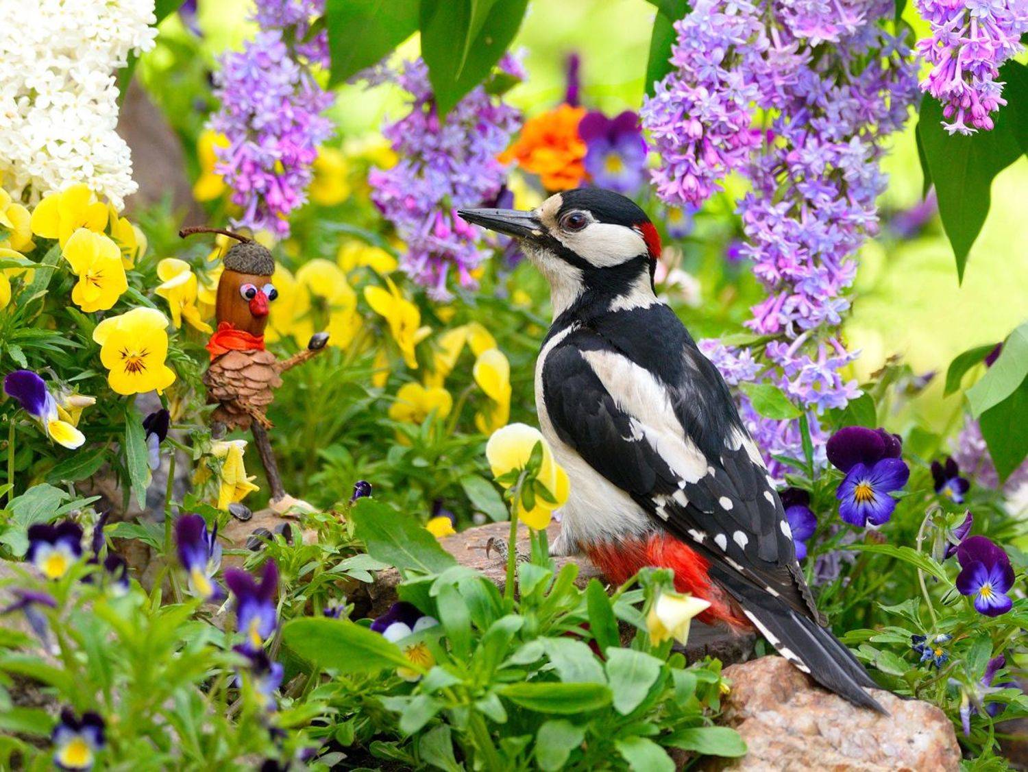 природа, фотоохота, пестрый дятел, птицы, животные, цветы, лето, vladilenoff