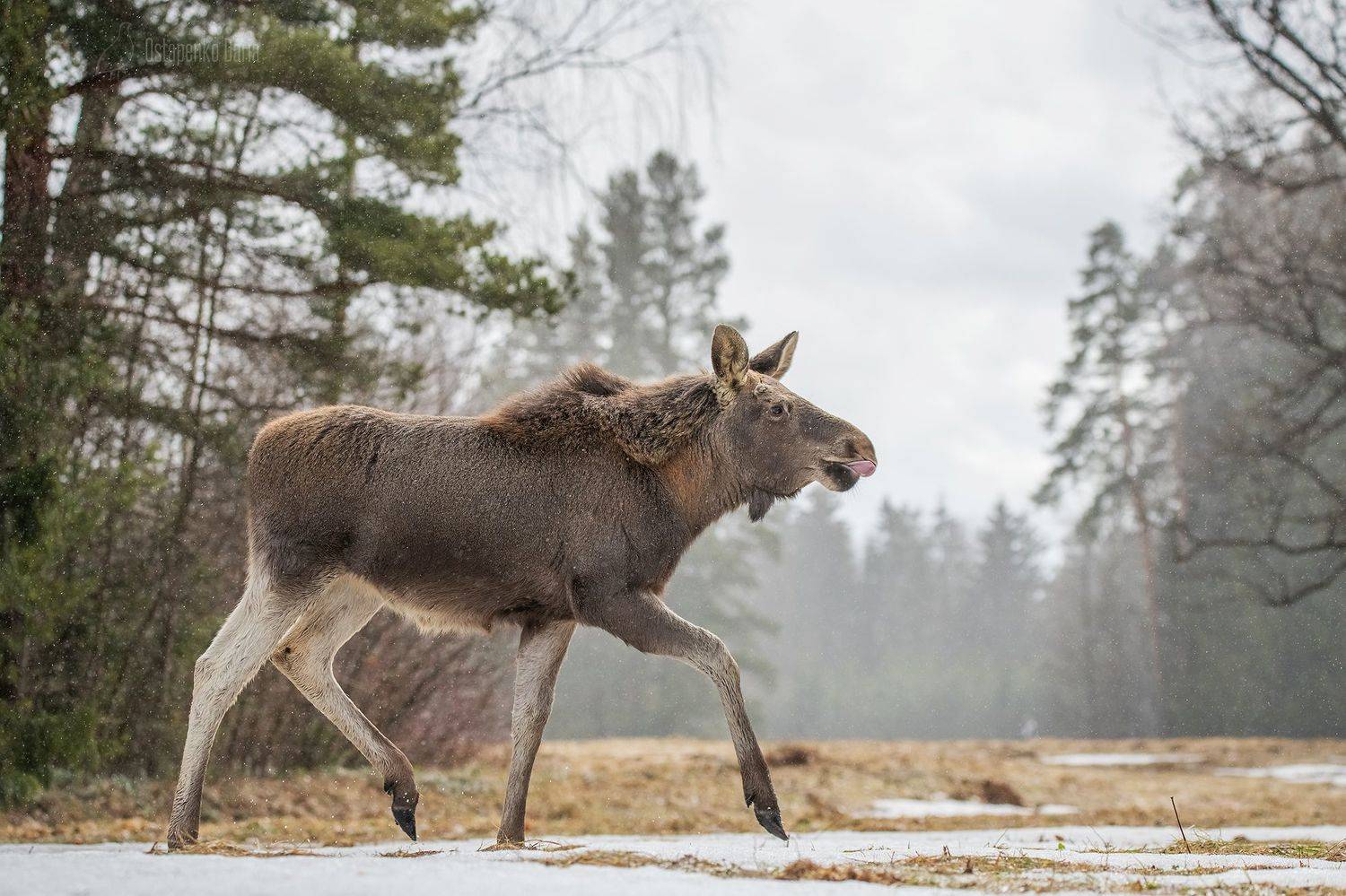 лось, лес, Остапенко Дарья