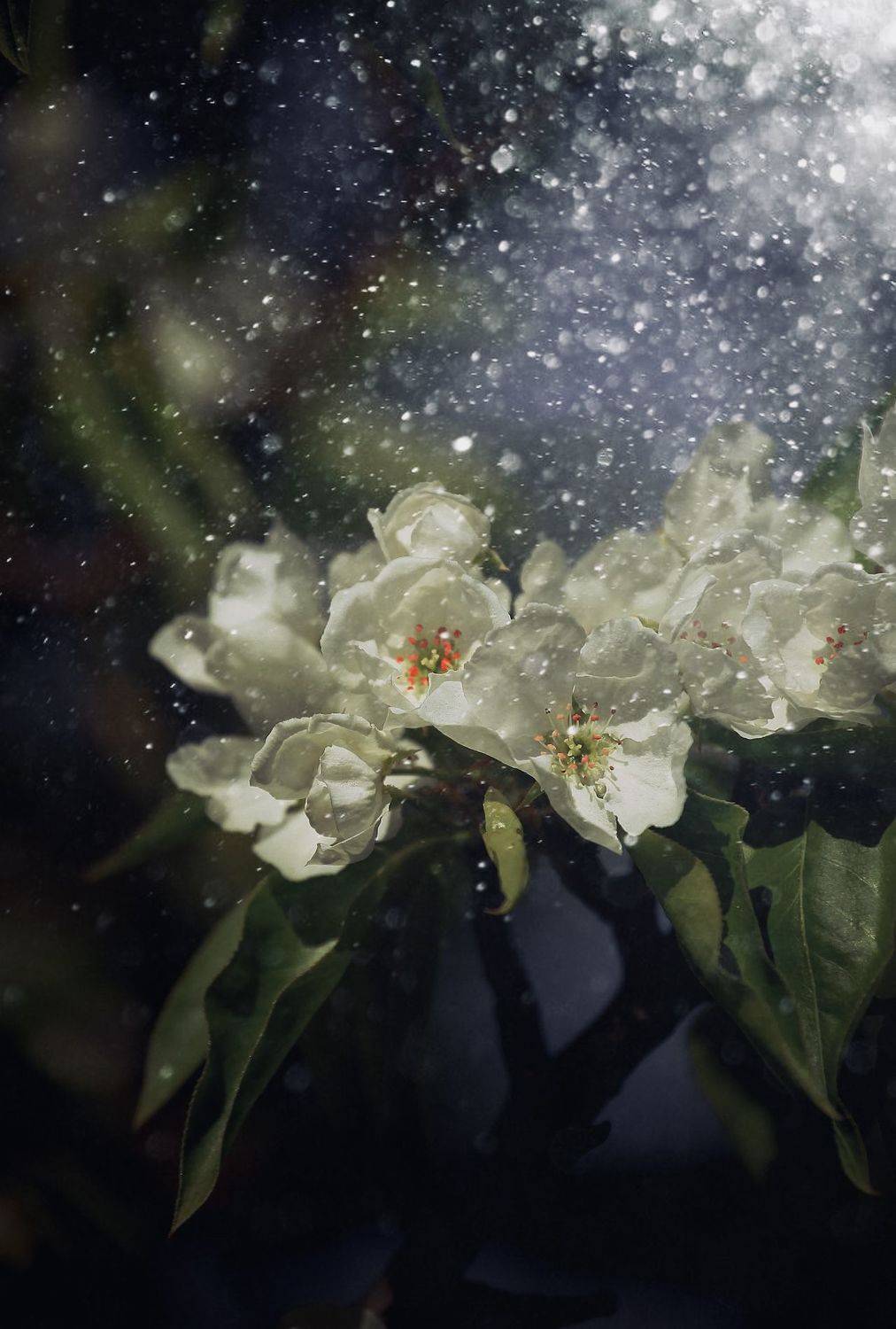 макро, macro, цветы, flowers, весна, spring, Julia Kaissa