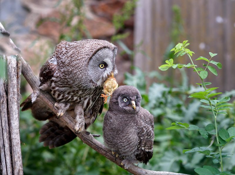 Мамочка фото превью