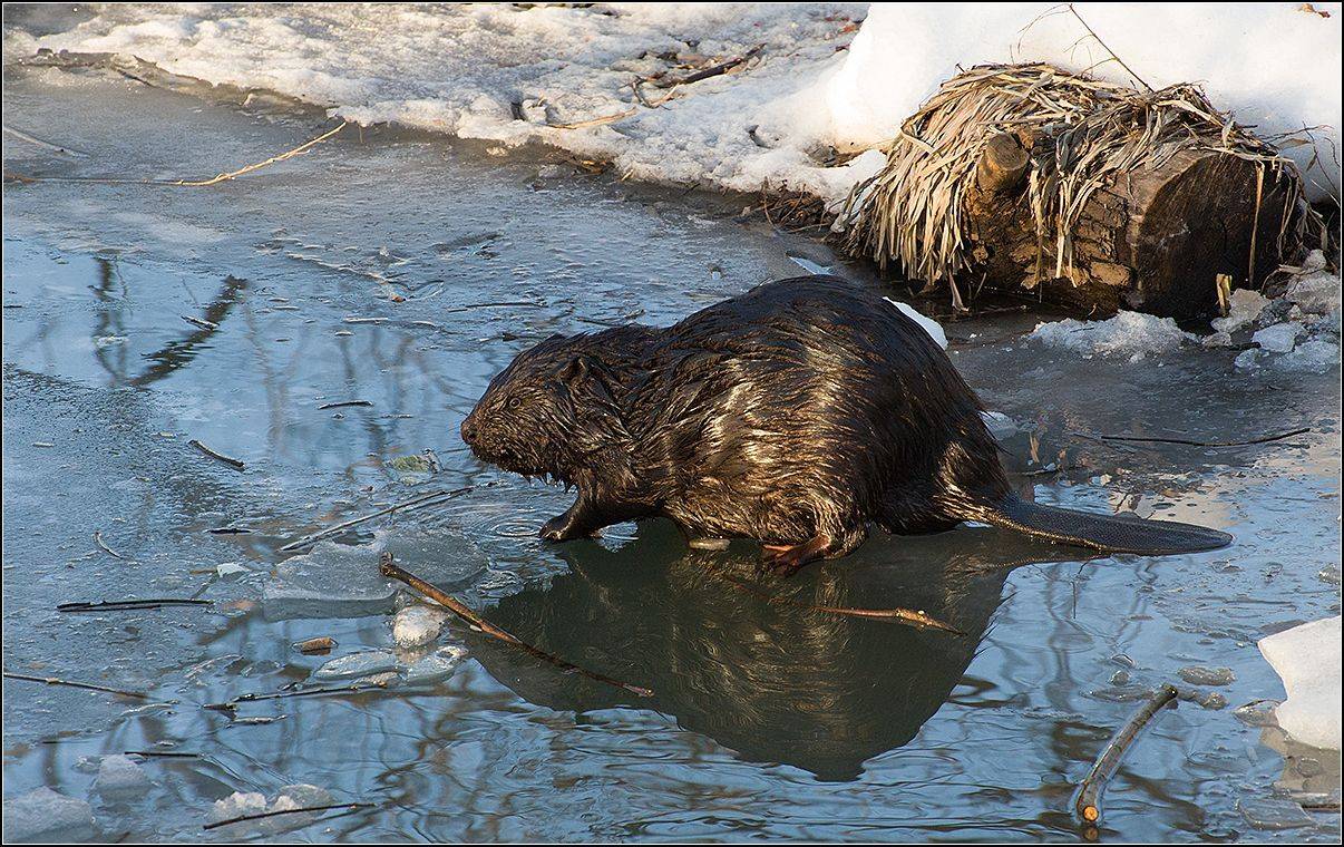 москва, парк, бобр весной, АНАТОЛИЙ ДОВЫДЕНКО
