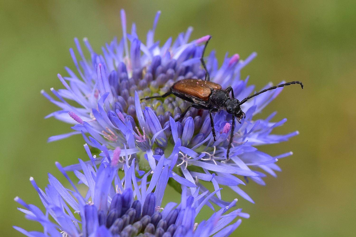 , Корнейчук Игорь