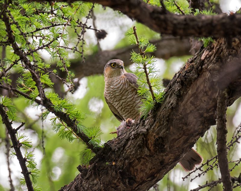 птица, ястреб перепелятник, добыча, охотник, перепелятник с добычей.. фото превью