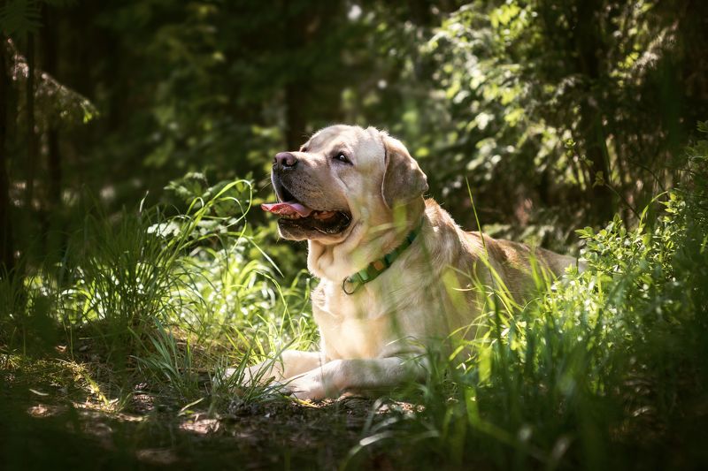 собака, лабрадор, лето, цветочный луг, лес Кристофер фото превью