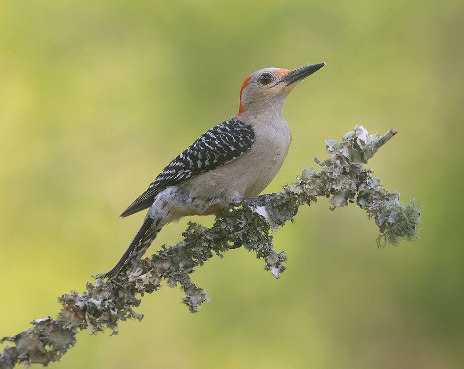 дятел, каролинский меланерпес, red-bellied woodpecker, woodpecker, Etkind Elizabeth