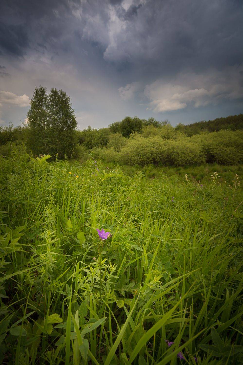 лето тучи гроза луг лес, Жданов Дмитрий