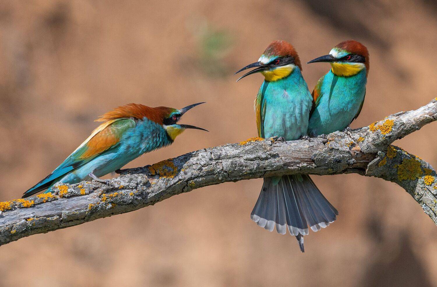 птица щурка весна, Руслан Сигушин